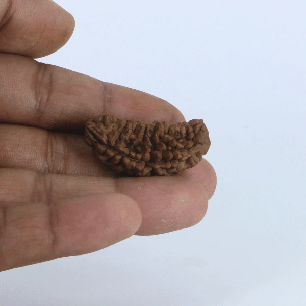 1- Mukhi Rudraksha (Indian)- Large Size - Image 3