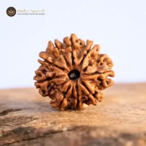 9 mukhi Rudraksha (Nepal) Premium with X-ray report