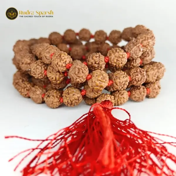 5-mukhi rudraksha