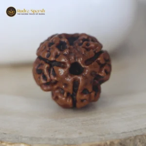 3 Mukhi Rudraksha(Nepali) - Small Size with X-ray report