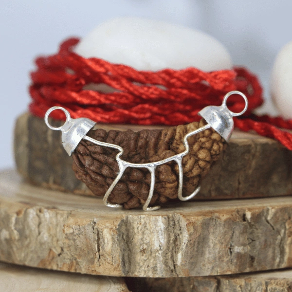 1 mukhi rudraksha small