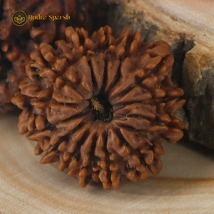 14 Mukhi Rudraksha (Nepal) – 27–29 mm | X-Ray Certified