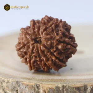 10 Mukhi Rudraksha (Nepali) - Big size with X-ray report