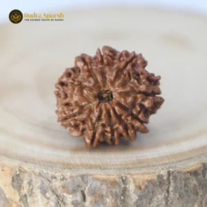 10 Mukhi Rudraksha (Nepali) - Medium with X-ray report