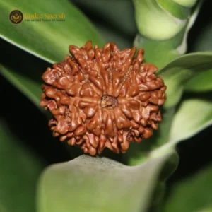 10 Mukhi Rudraksha (Nepali) Premium with X-ray report