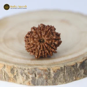 10 Mukhi Rudraksha (Nepali) - Small size with X-ray report