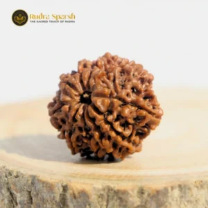 premium 10 mukhi Nepali rudraksha