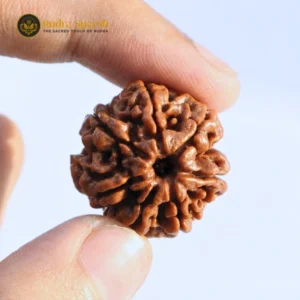 Premium 7 mukhi Nepali rudraksha