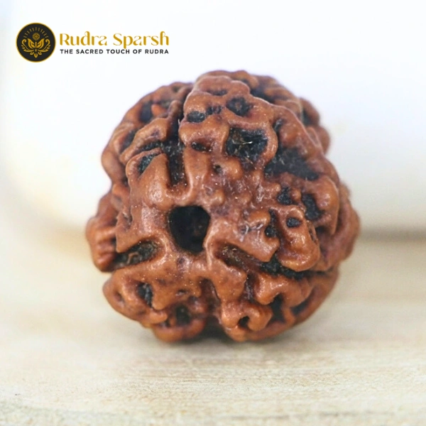3 Mukhi Rudraksha(Nepali) - Medium Size with X-ray report