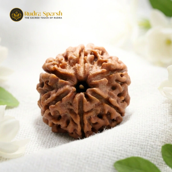 small size 6 mukhi Nepali rudraksha
