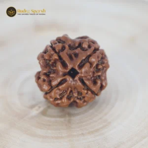 4 Mukhi Rudraksha(Nepali) - Small Size with X-ray report