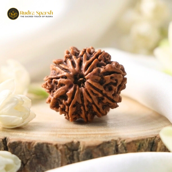 Medium size 11 Mukhi Nepali Rudraksha