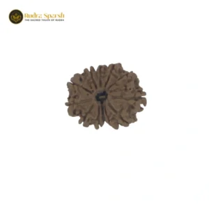 12 Mukhi Rudraksha(Indonesian)