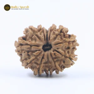 Big size 12 Mukhi Nepali Rudraksha