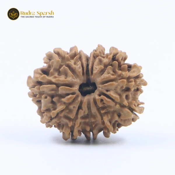 12 Mukhi Rudraksha(Nepali) - Big Size with X-ray Report