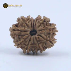 12 Mukhi Rudraksha(Nepali) - Big Size with X-ray Report