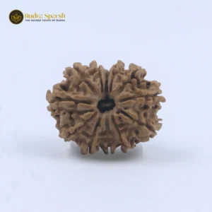 12 Mukhi Rudraksha(Nepali) - Medium Size with X-ray Report