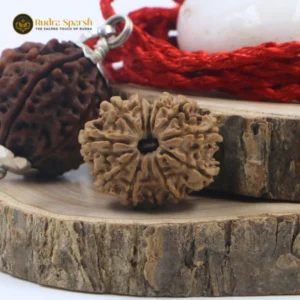 12 Mukhi Rudraksha(Nepali) Premium with X-ray Report