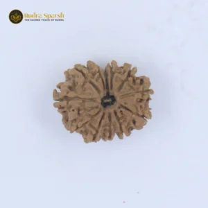 12 Mukhi Rudraksha(Nepali) - Small Size with X-ray Report