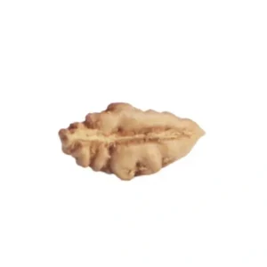 1- Mukhi Rudraksha (Indonesian)