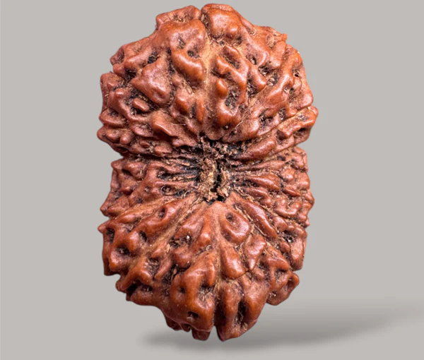 13- Mukhi Rudraksha (Indonesian) - Image 2