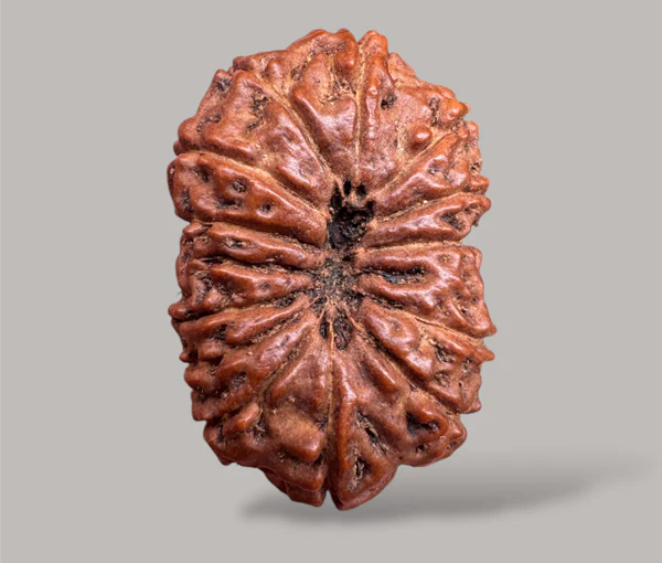 13- Mukhi Rudraksha (Indonesian)