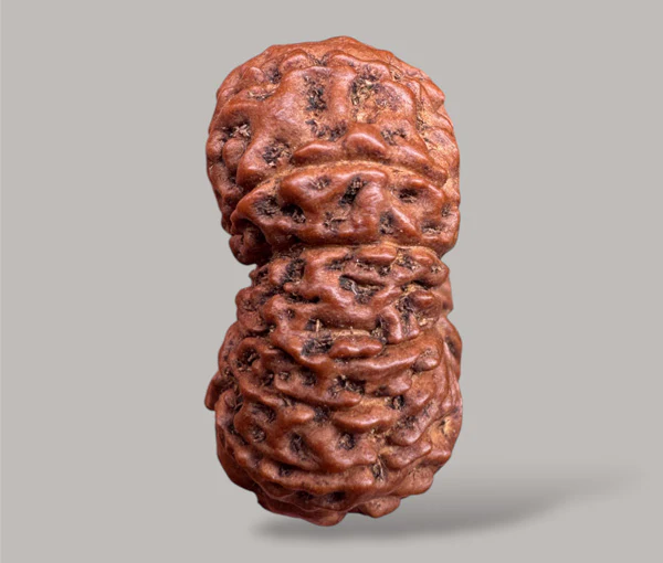 13- Mukhi Rudraksha (Indonesian) - Image 4