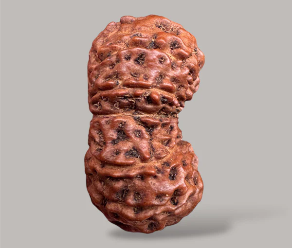 13- Mukhi Rudraksha (Indonesian) - Image 3