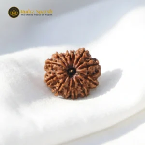 13 Mukhi Nepali Rudraksha