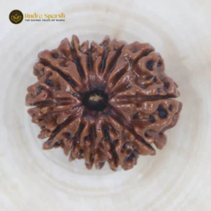 13 mukhi Rudraksha (Nepal) - Large size with X-ray report