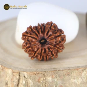 13 Mukhi Rudraksha (Nepal) – Medium Size | X-Ray Certified