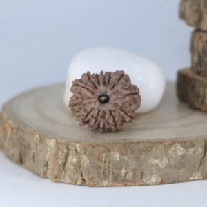 13 mukhi Rudraksha (Nepal) - Small bead with X-ray report