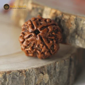 4 Mukhi Rudraksha(Nepali) - Big Size with X-ray report