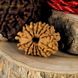 14 Mukhi Rudraksha (Nepal) – 21–23 mm | X-Ray Certified
