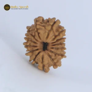 14 Mukhi Rudraksha (Nepal) – 23–25 mm | X-Ray Certified