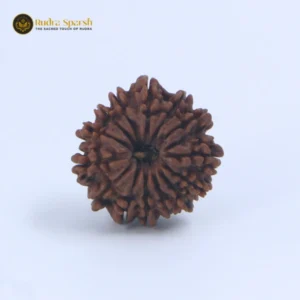 14 Mukhi Rudraksha (Nepal) – 25–27 mm | X-Ray Certified