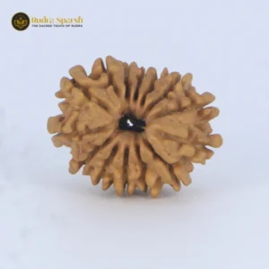 14 Mukhi Rudraksha (Nepal) – 32–33 mm | X-Ray Certified