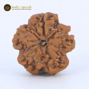 1- Mukhi Rudraksha (Nepali)- Underdeveloped