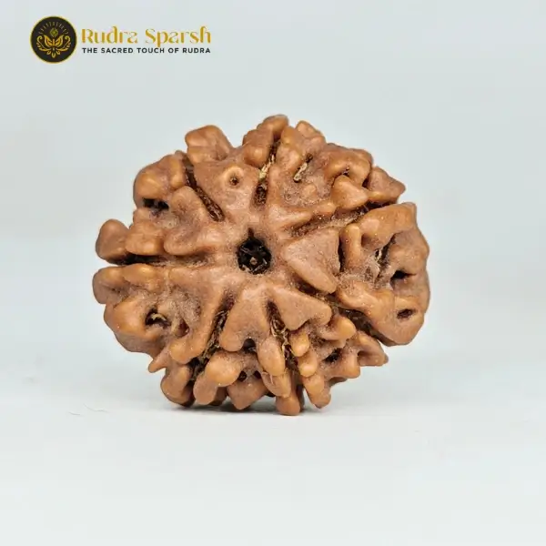 7 mukhi rudraksha