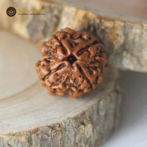 4 Mukhi Rudraksha(Nepali) - Medium Size with X-ray report