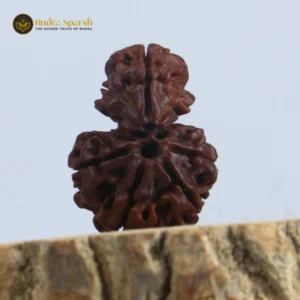 1 Mukhi Sawar Rudraksha(Nepali) - Large Size