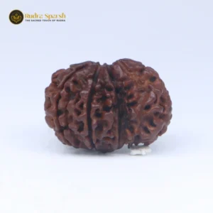 1 Mukhi Sawar Rudraksha(Nepali) - Medium Size