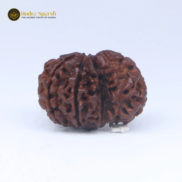 1 Mukhi Sawar Rudraksha(Nepali) - Medium Size