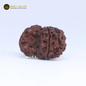 1 Mukhi Sawar Rudraksha(Nepali) - Small Size