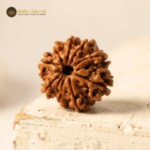 buy 9 mukhi Rudraksha