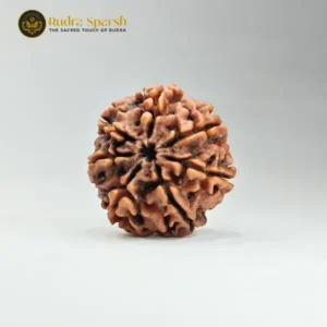 7 Mukhi Rudraksha (Nepali) - Medium Size with X-ray Report