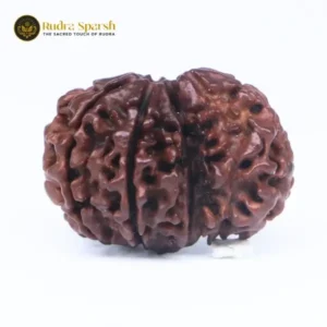 1 Mukhi Sawar Rudraksha(Nepali) - Small Size