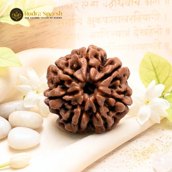 7 Mukhi Rudraksha (Nepali) - Medium Size with X-ray Report