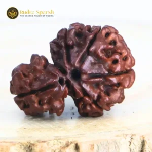 1 Mukhi Sawar Rudraksha(Nepali) - Medium Size