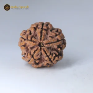 5 Mukhi Rudraksha(Nepali) - Small Size with X-ray report